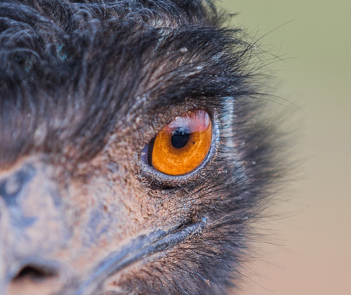 Close up of an emus eye.