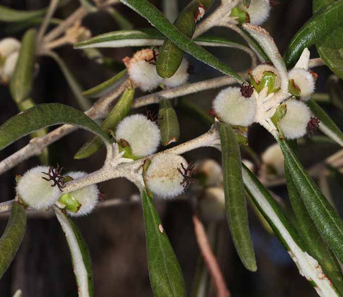 Close-up of a plant with elongated leaves and fluffy white seed pods