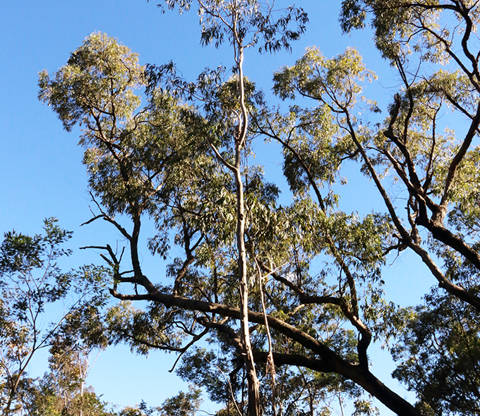 A tall eucalyptus tree with a slender trunk and spreading branches