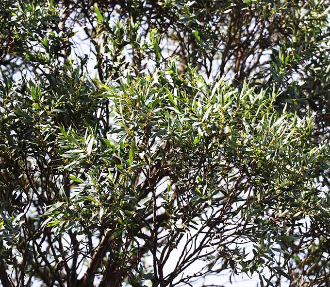 View of a dense eucalypt tree with numerous branches and leaves