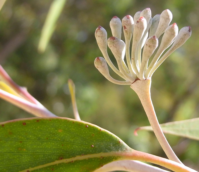 Buds on a tree