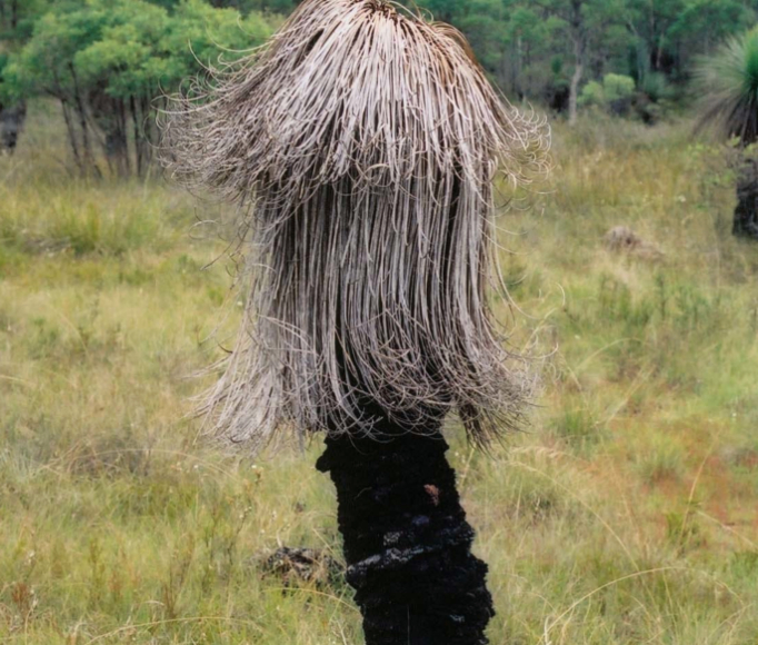 Grass trees have a dark stump and then lush green strands on top like a mop, but the strands are all grey and dead from an infection