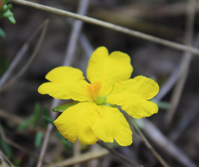 Hibbertia sp. Bankstown flower