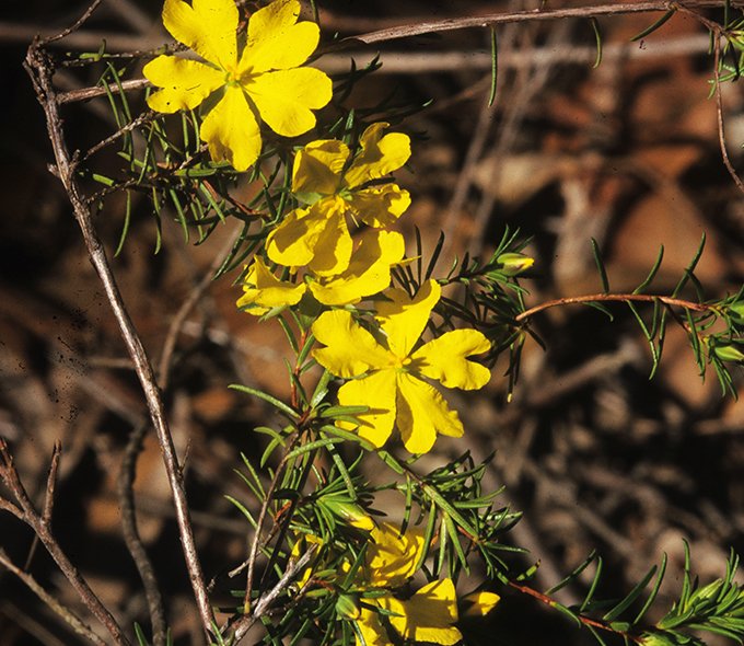 A cluster of bright yellow flowers with thin green leaves on slender branches