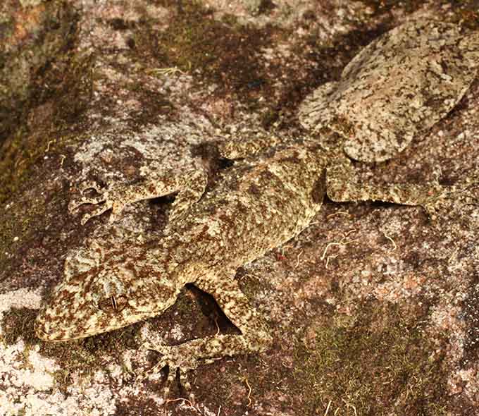 A camouflaged gecko on a moss-covered rock