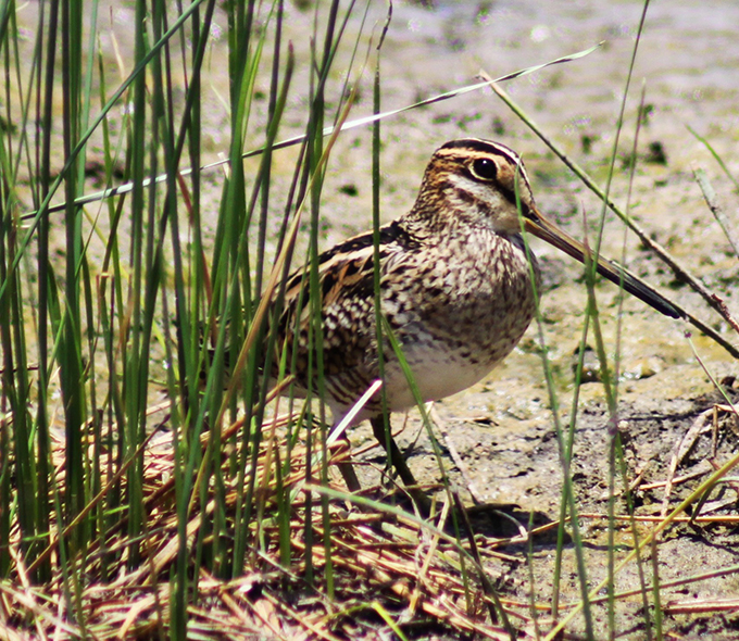 A bird with speckled plumage is seen standing among tall grasses on sandy ground