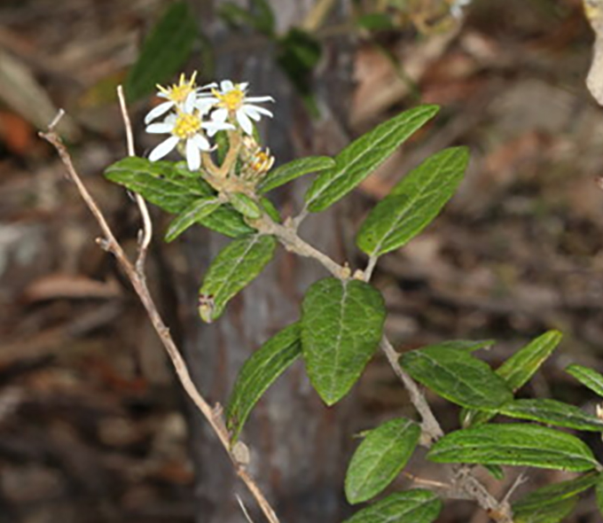 Little white flowers