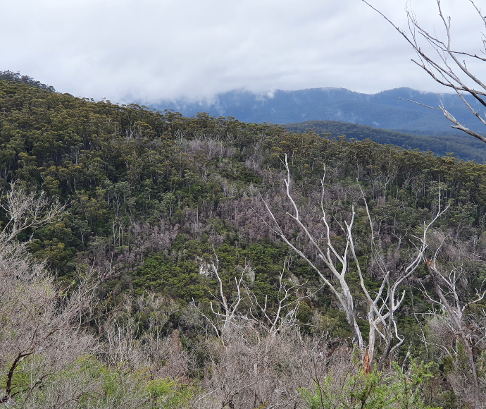 Phytophthora cinnamomi-impacted hillside