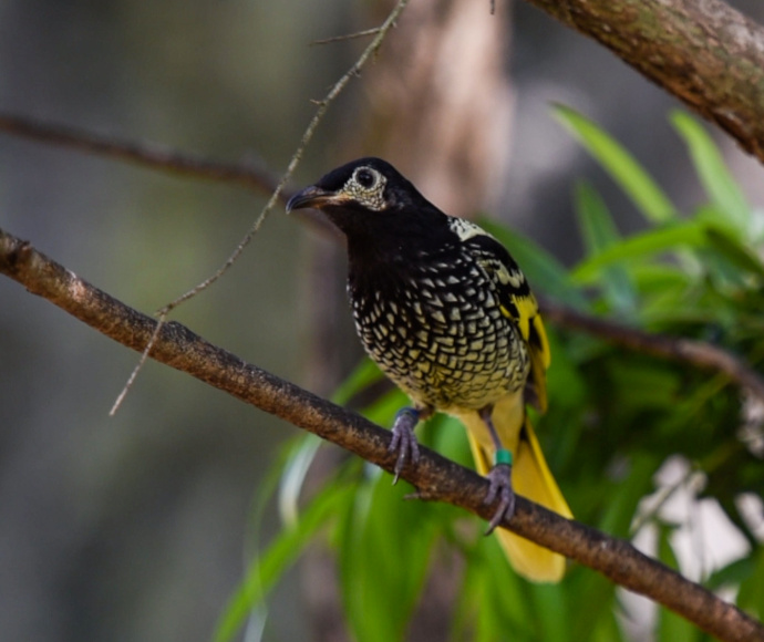 A black and yellow speckled bird perching on a branch