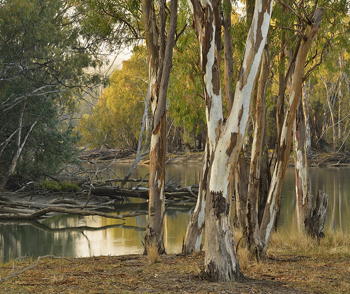 River red gum (Eucalyptus camaldulensis)