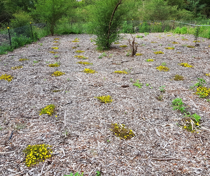 About two dozen small native plants planted in rows.