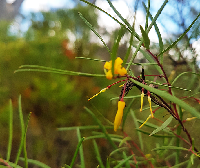 Nodding geebung is a bush with long thin leaves and warm yellow flowers