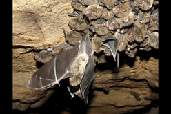 Eastern false pipistrelle (Falsistrellus tasmaniensis) and young on a cave roof.