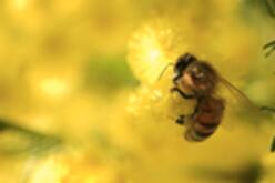 A honeybee on a bright yellow wattle flower. 