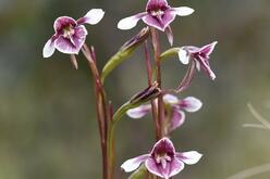 Vibrant warm purple orchids