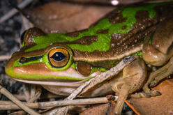 Close-up night photograph of a frog perched on dried sticks and leaves: the frog is golden with bright green patterning and orange-gold eyes