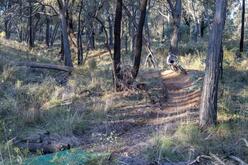 A cyclist mountain biking on a dirt track through the forest.