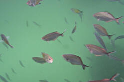 Close up of a school of fish near Julian Rocks Nature Reserve