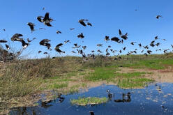 A flock of birds taking flight from a grassy wetland with a clear blue sky in the background, reflecting on the water surface below.