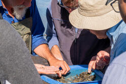 A group of individuals with sun hats examining marine specimens in a shallow blue tray, possibly during a field study or educational activity, highlighting the hands-on aspect of marine biology and environmental science.