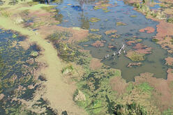 An aerial view of a wetland ecosystem with various shades of green vegetation and brown earth tones. Patches of water, some covered with algae or aquatic plants, are visible. The landscape is dotted with trees, some partially submerged, highlighting the diversity and complexity of the wetland environment.