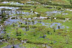 A wetland ecosystem with scattered pools of water, various green vegetation, and numerous trees, showcasing the biodiversity and natural beauty of the area.