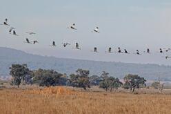 A view of 25 brolgas flying in a line one after the other above brown grassy reeds in Tuckerbil Swamp with a row of green trees and blue-green mountains behind and a pale blue sky with some white cloud.