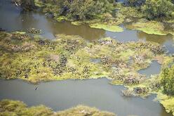 Aerial view of a wetland ecosystem with meandering water channels, dense green vegetation, and numerous dark specks indicating the presence of wildlife.