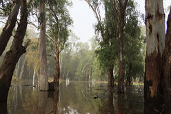 A serene flooded grove with tall trees partially submerged in water, reflecting on the water’s surface, creating a mirror-like effect.