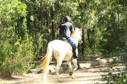 A person riding a white horse on a dirt path through a wooded area. The trees are lush and green, indicating that the setting might be in a forest or park with dense vegetation. The rider is wearing casual attire and a helmet for safety, suggesting recreational horseback riding.