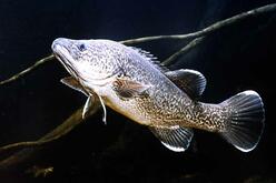 A single cod fish swimming in clear water, identifiable by its speckled, grey-brown skin and barbels near its mouth.