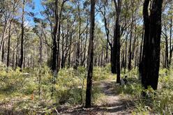 A dirt path winds through scrub and trees