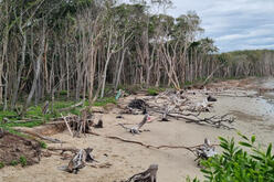 Storm damage including tree debris at Woody Bay beach