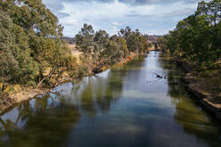 Green river flowing between 2 tree-lined banks, some dead tree branches in the water, sparse pasture to one side