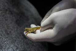 A close up of gloved hands handling a spotted tree frog. The light is reflecting off the golden yellow under belly of the frog, as green speckles thicken to eventually cover their entire back as joyous green.