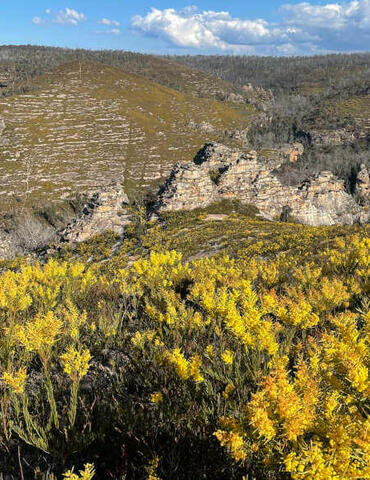 View from a high hilltop in the Gardens of Stone State Conservation Area, with yellow flowers in the foreground and spectacular natural pagodas in a line through the valley