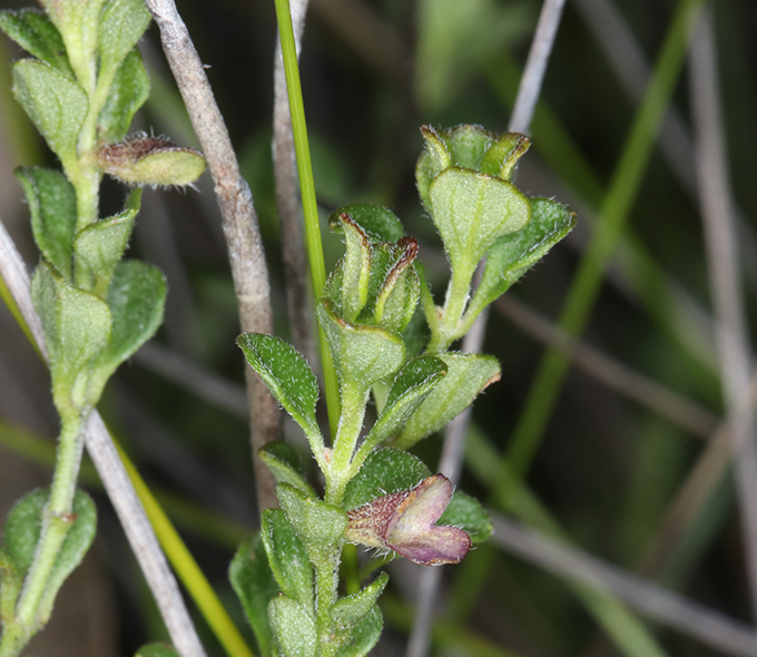 Green plant stems with small leaves and budding flowers