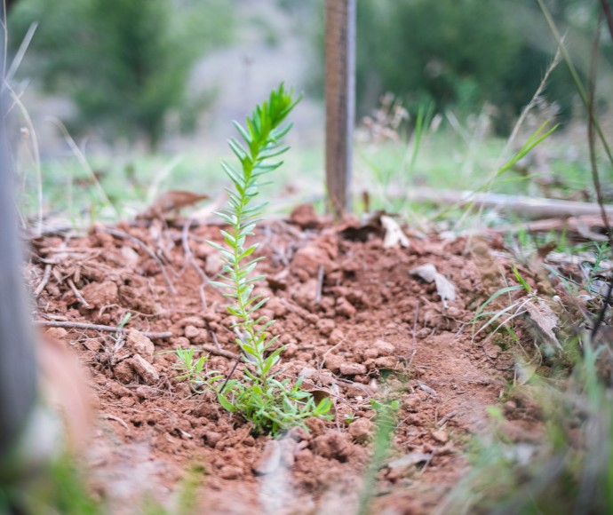 A small plant with short spiky leaves